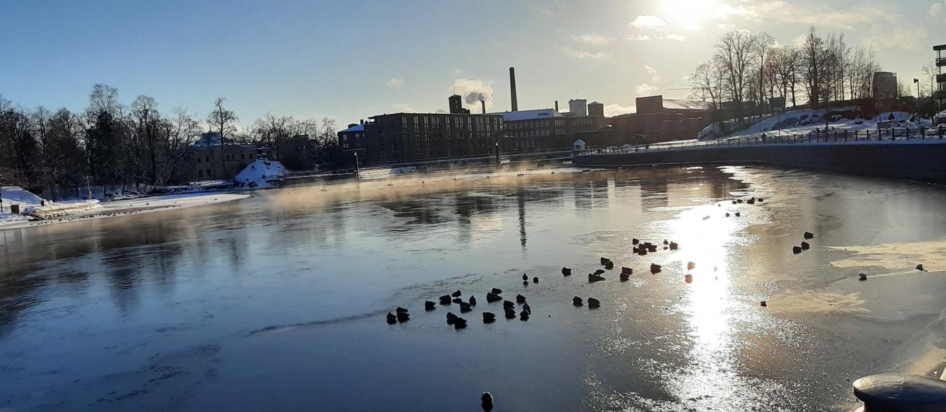 Tammerkoski, etualalla sorsia jään päällä, osa koskesta on sulaa, aurinko heijastaa jäälle